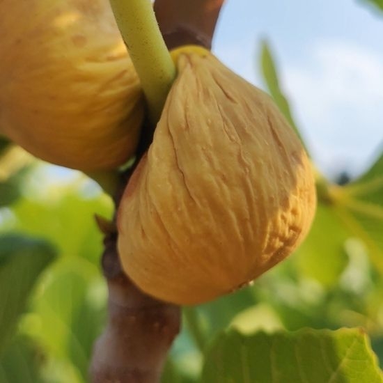 Ekstra%20Jumbo%20İncir