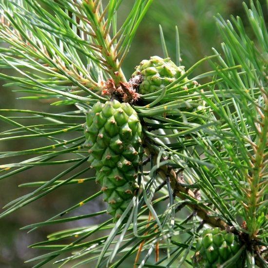 Kozalak Şurubu   660cc 